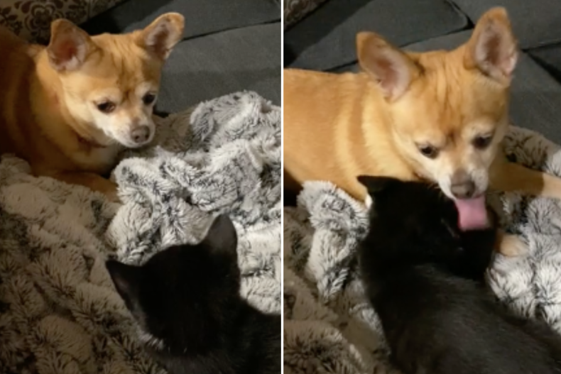 Chihuahua and Kitten 'Absolutely in Love' Melt Hearts Online 4 Muffin and Pepper 2