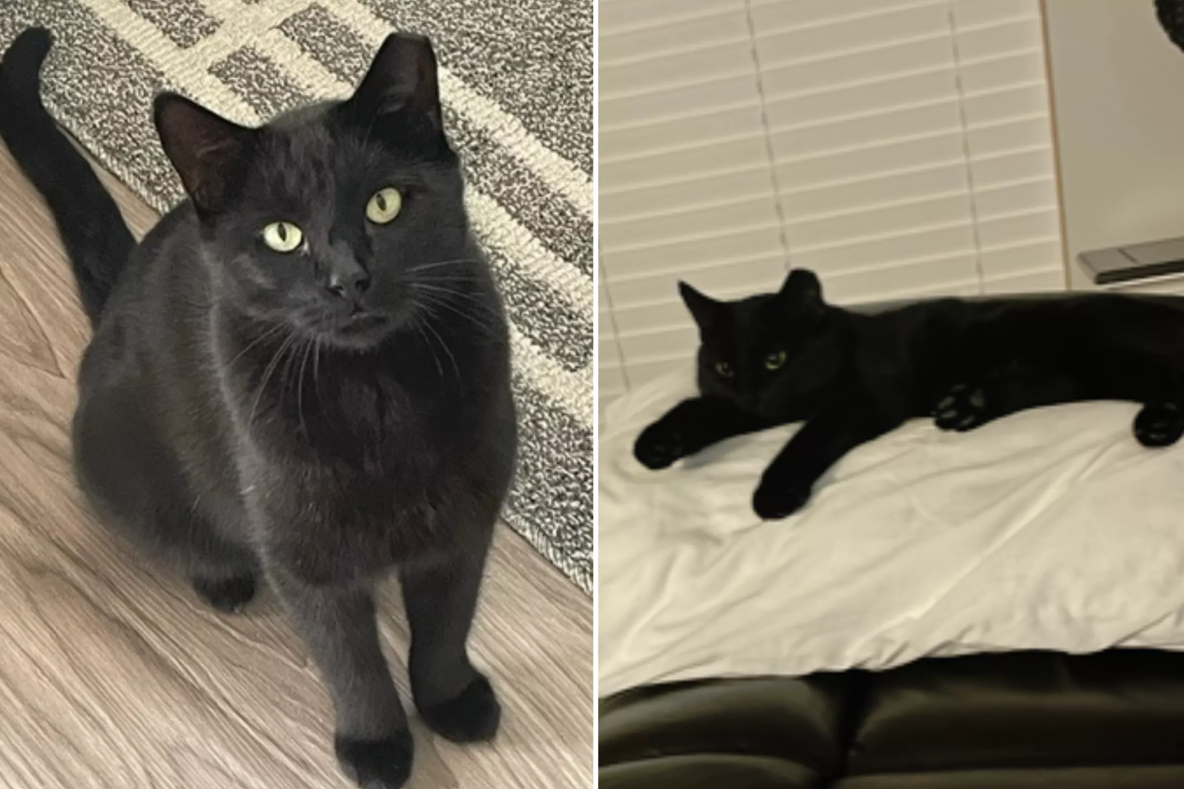 Wounded Cat Rescued From the Streets of California Wins Pet of the Week - Vimarsana News