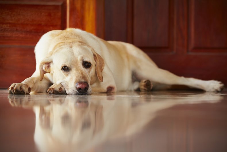 Sad looking Golden Labrador lying down