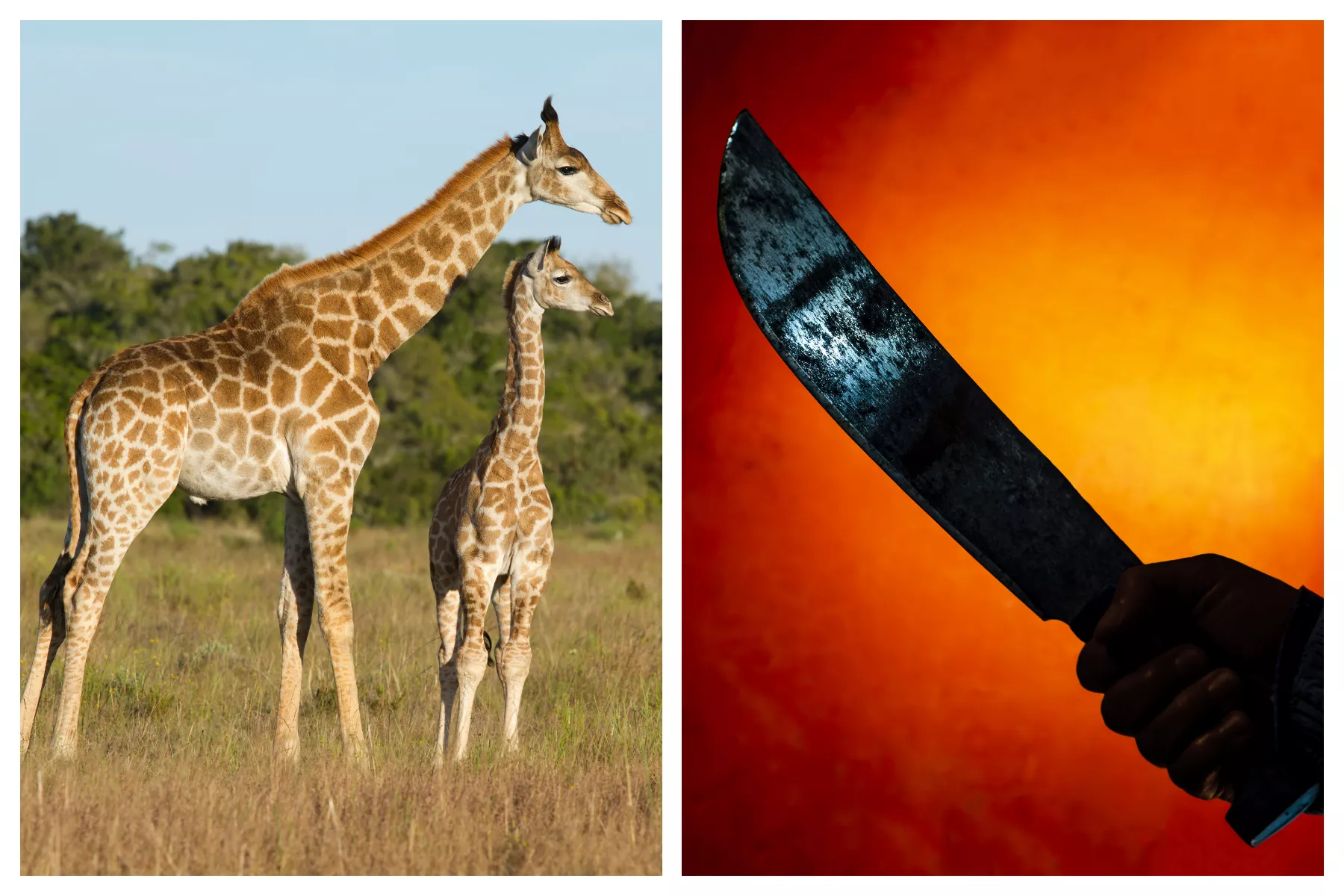 Poachers Caught Butchering Giraffe in Bloody Scenes Ending in Gunfight - Vimarsana News