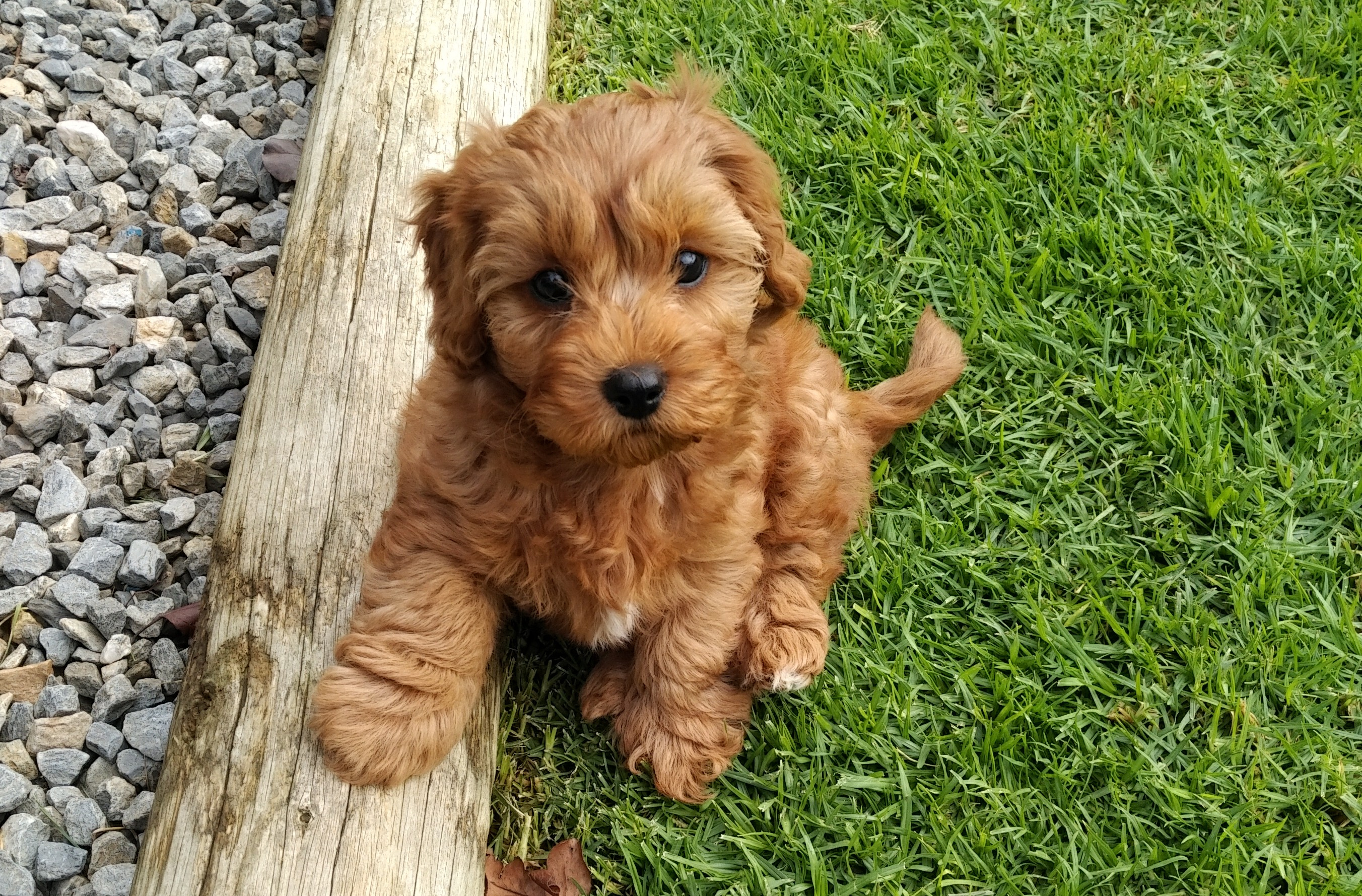 Cavapoo Puppies: A Guide to the Adorable and Lively Crossbreed