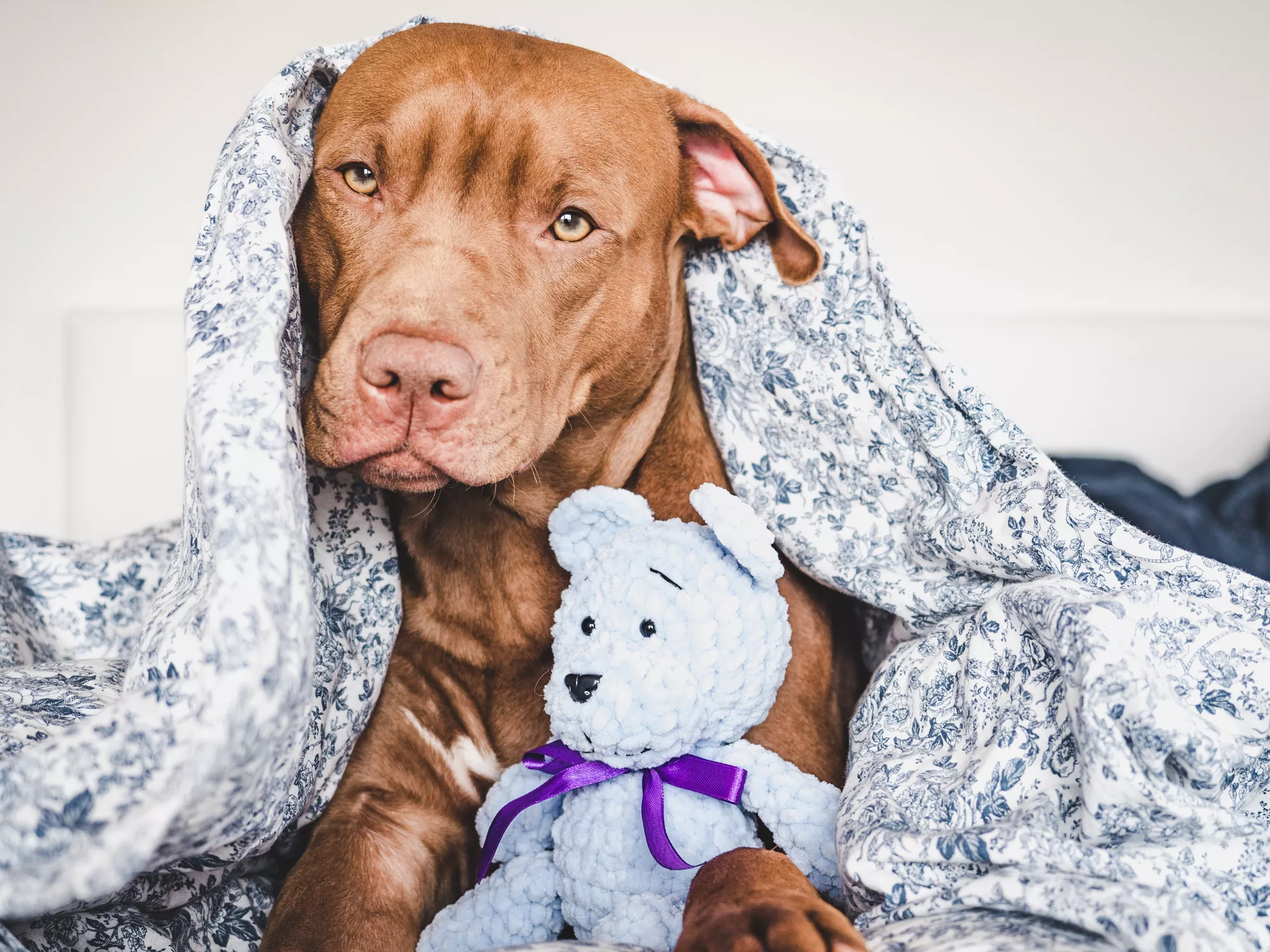 'Gentle' Rescue Pit Bull Treating 1st Stuffed Animal Like Baby Melts Hearts - Vimarsana News
