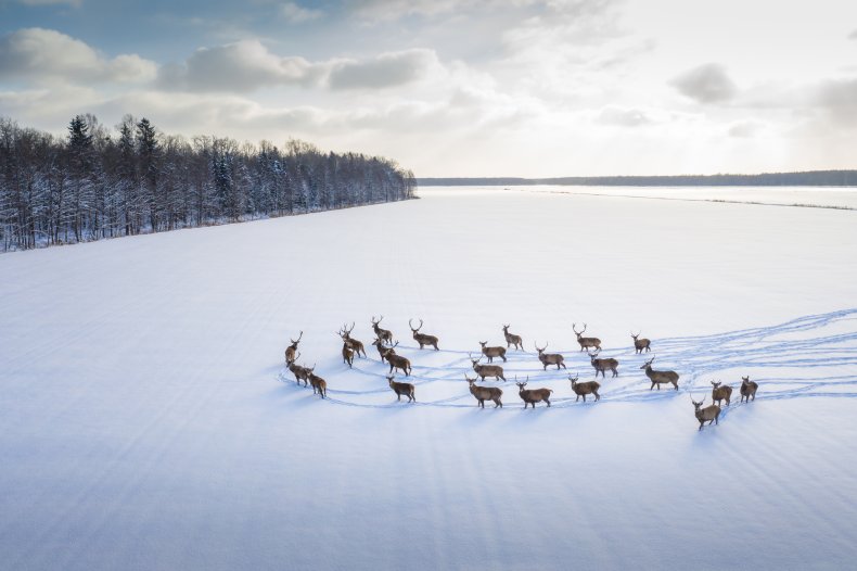 Herd of reindeer in the Arctic