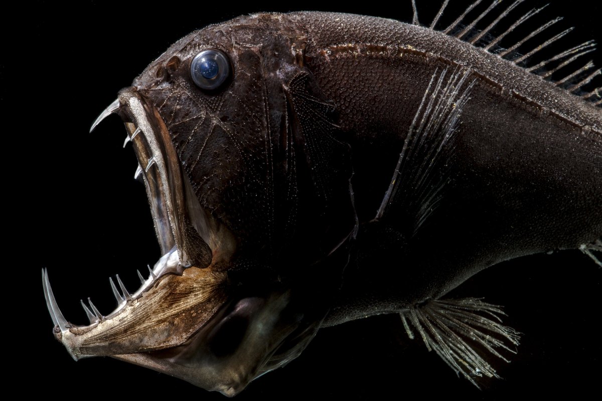 Close-up of a fangtooth fish