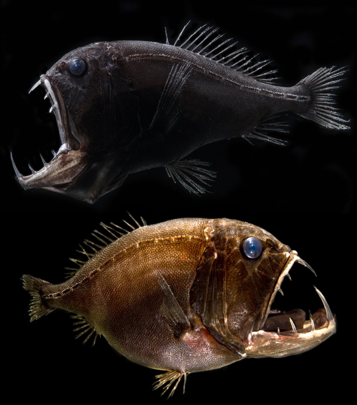 A composite image showing two fangtooth fish