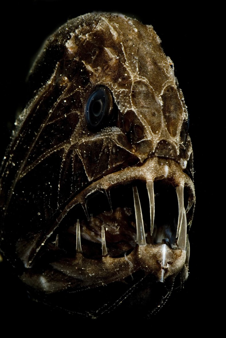 The scary images show a monstrous deep-sea creature with huge fangs The face of a whirlwind fish