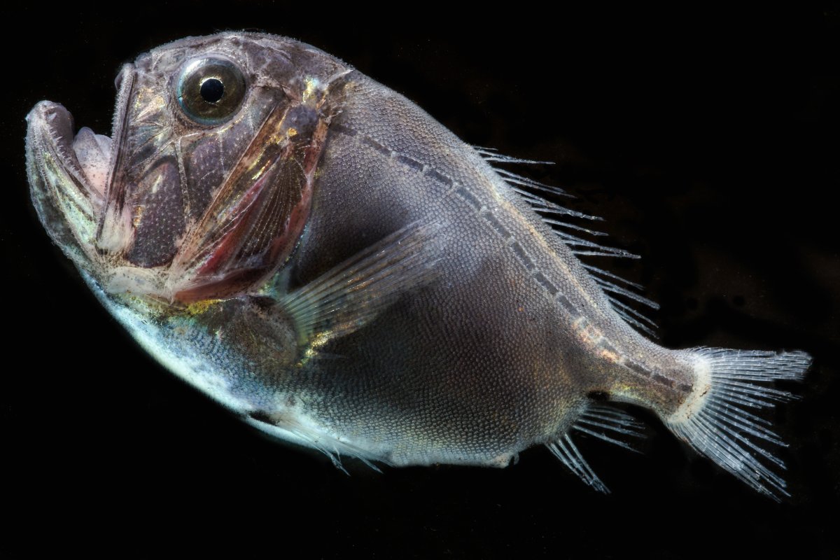 A juvenile fangtooth fish