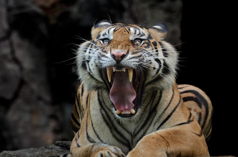 tigre spaventosa