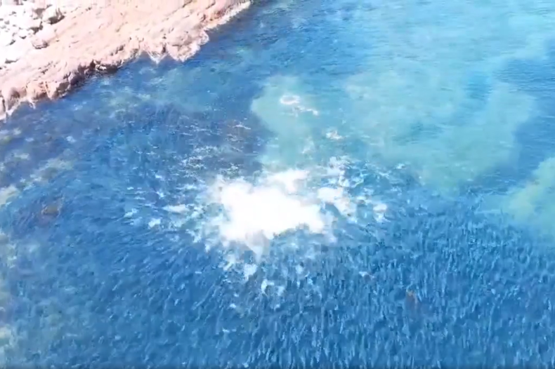 delfino che nuota nel banco di pesci