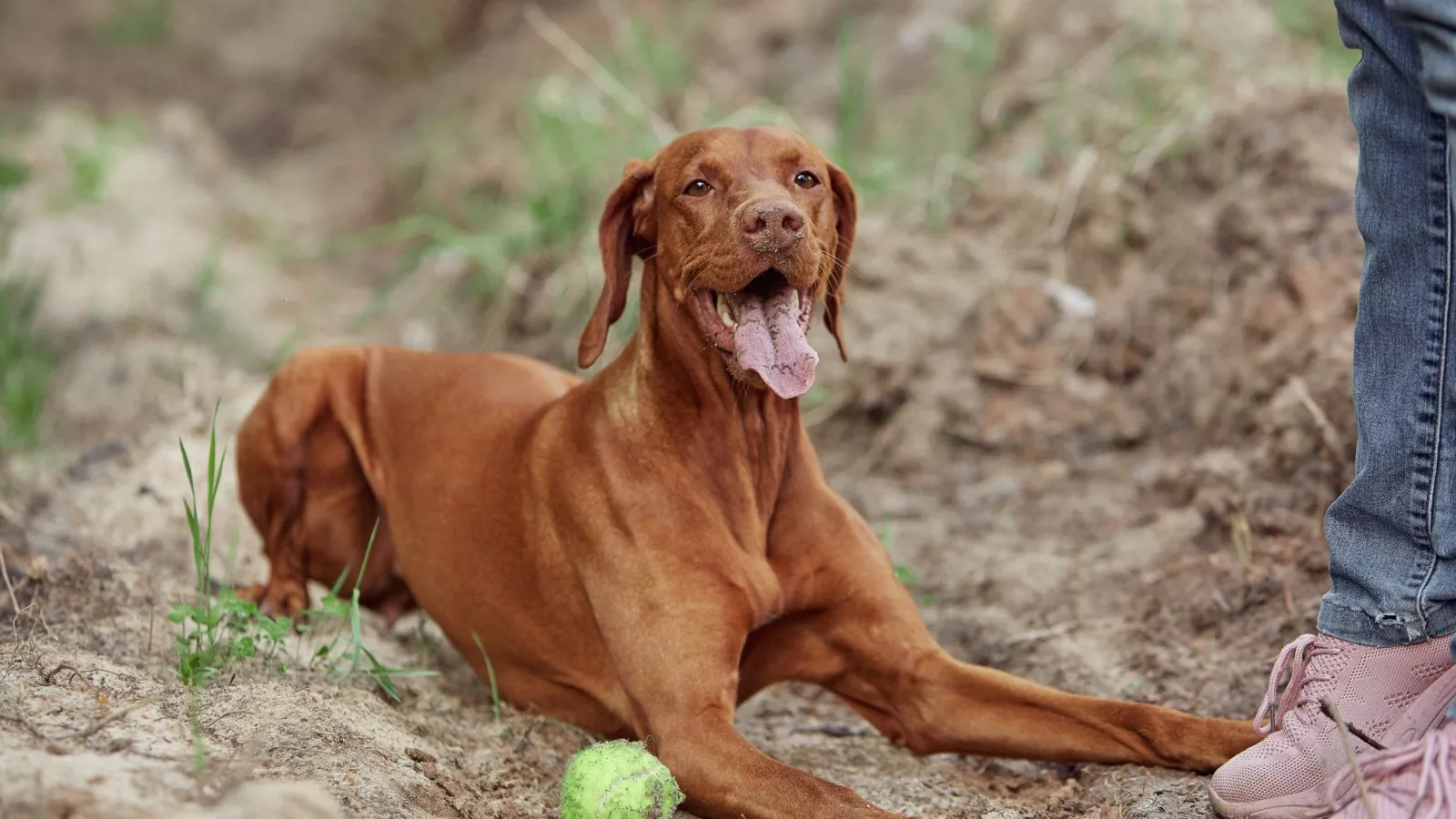 Vizsla talking online
