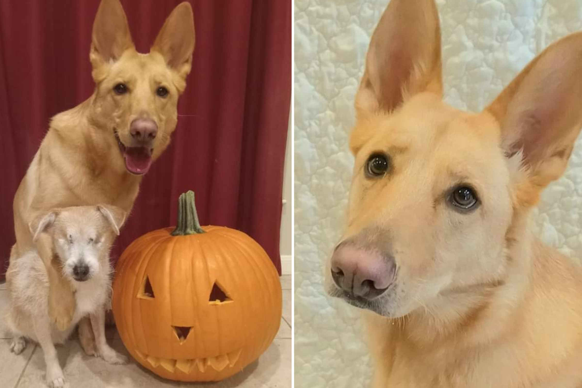 Woman Reveals What A Solid Gold German Shepherd Looks Like Newsweek