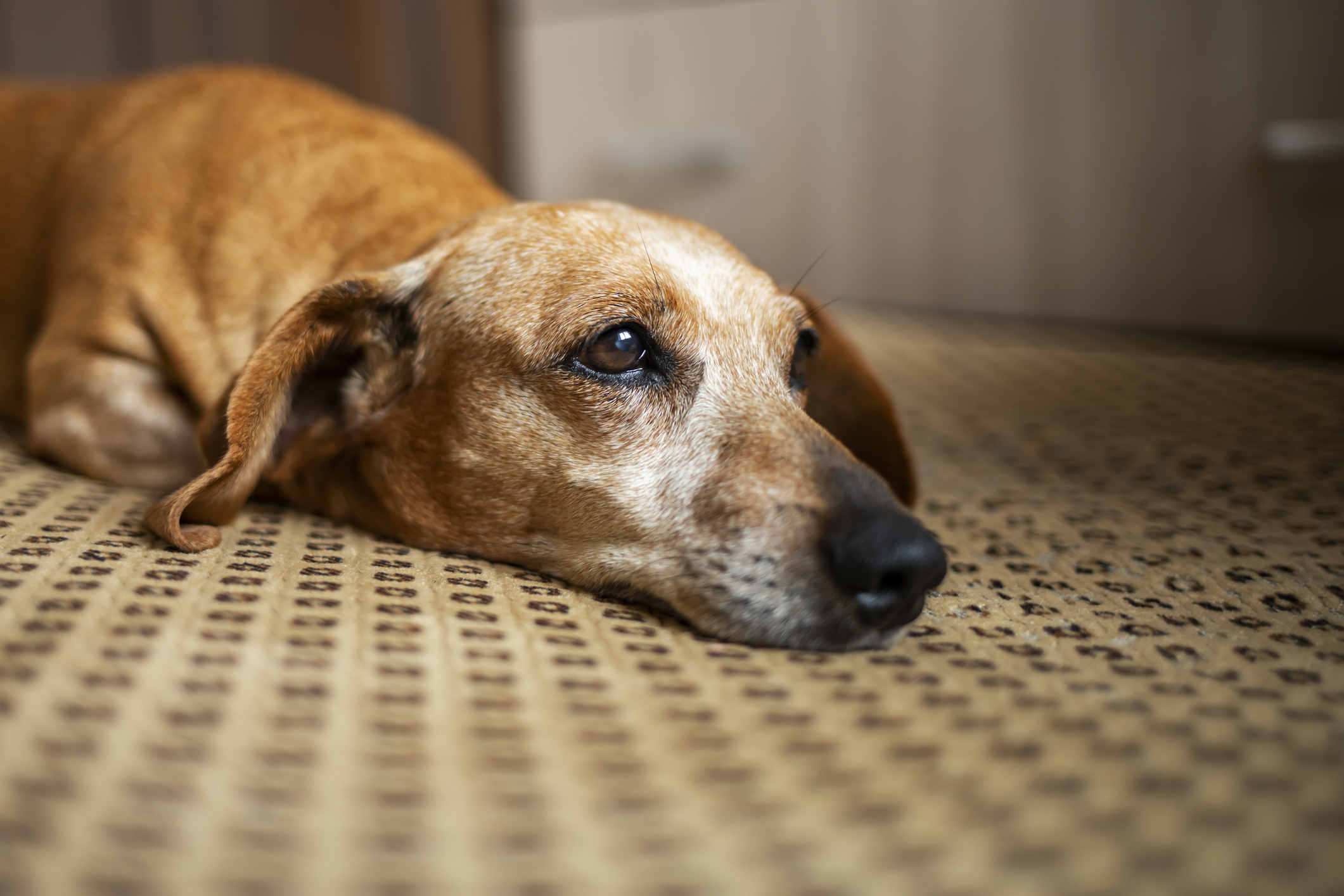 Dog depressed after sales other dog died