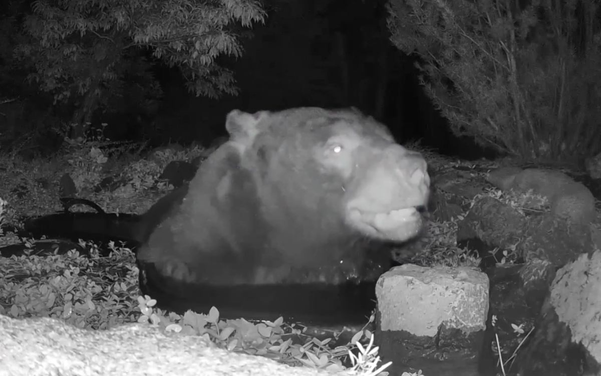 A bear in a pond in Reno.