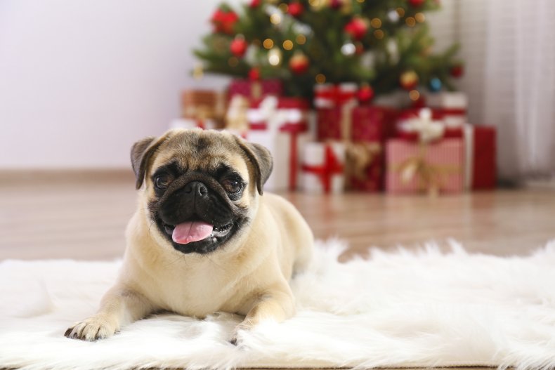 pug staring at Christmas present melts hearts