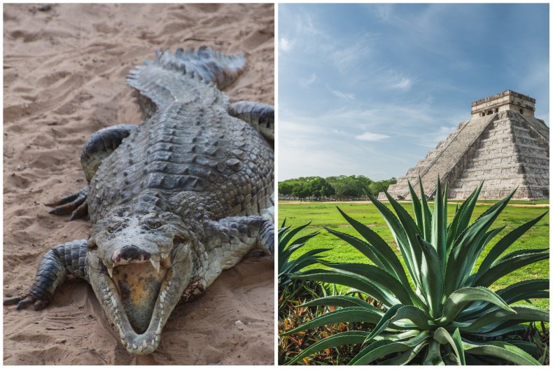 A crocodile and a Maya pyramid