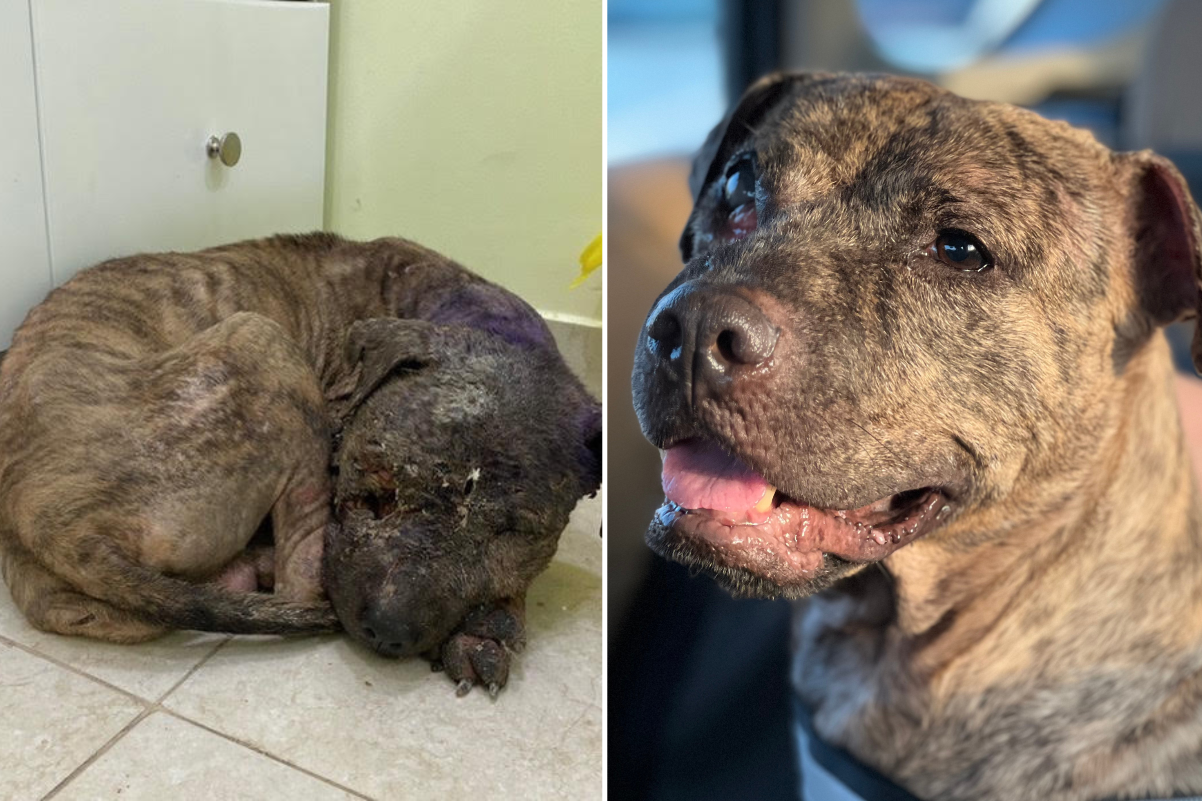 ‘Sweet’ Dog Mauled to Near Death Rescued From Pit Bull Fighting Ring
