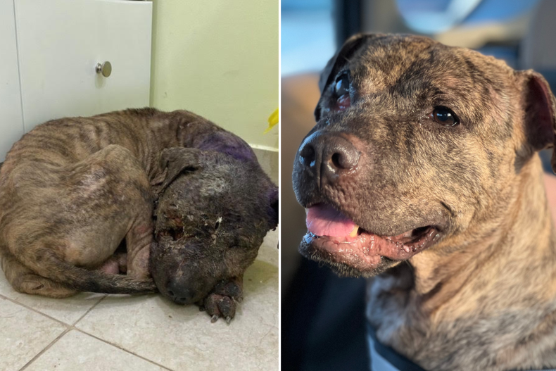 Sparrow the pit bull rescued