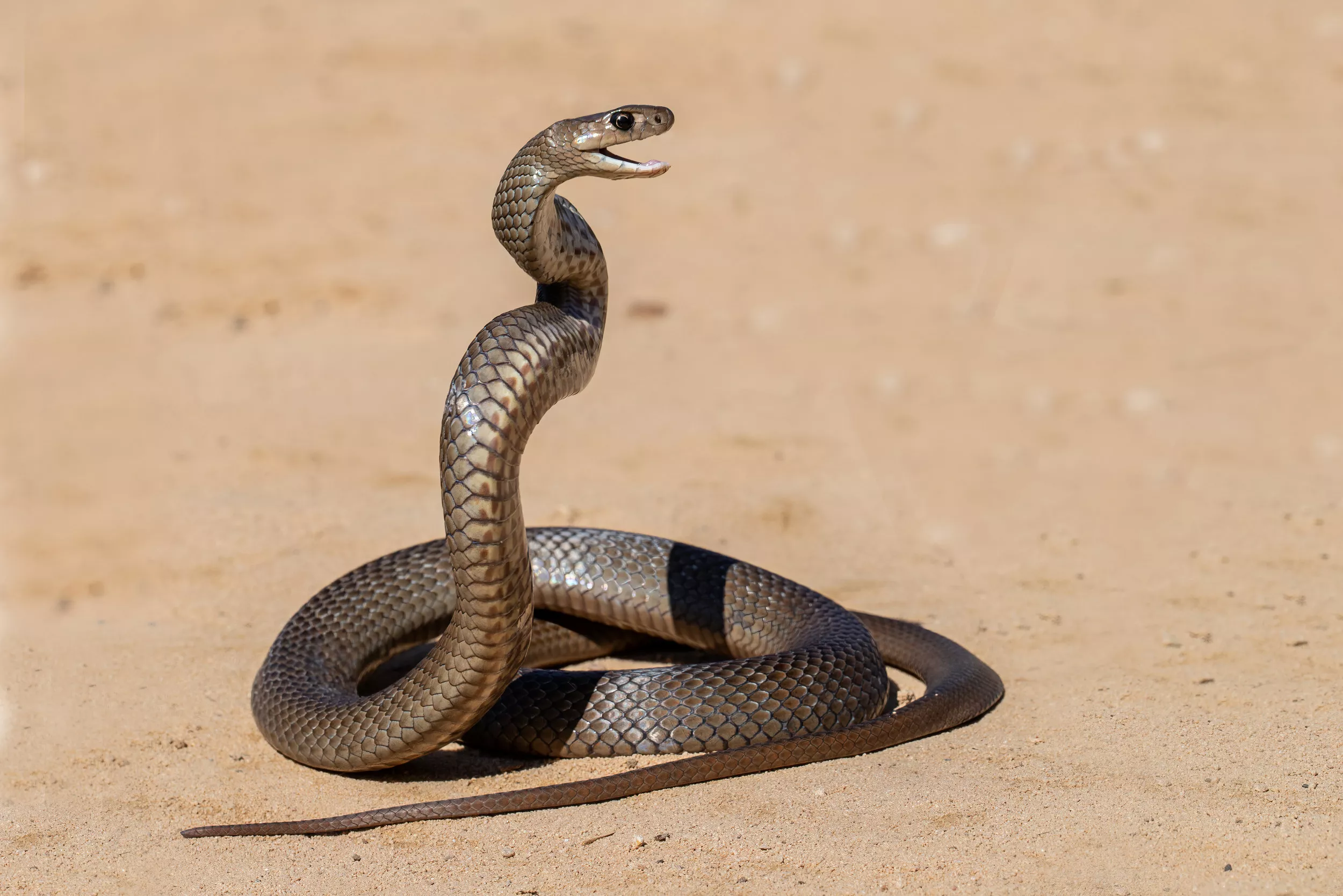 Why Rattlesnakes Are Just as Dangerous Dead or Alive | Smart News|  Smithsonian Magazine