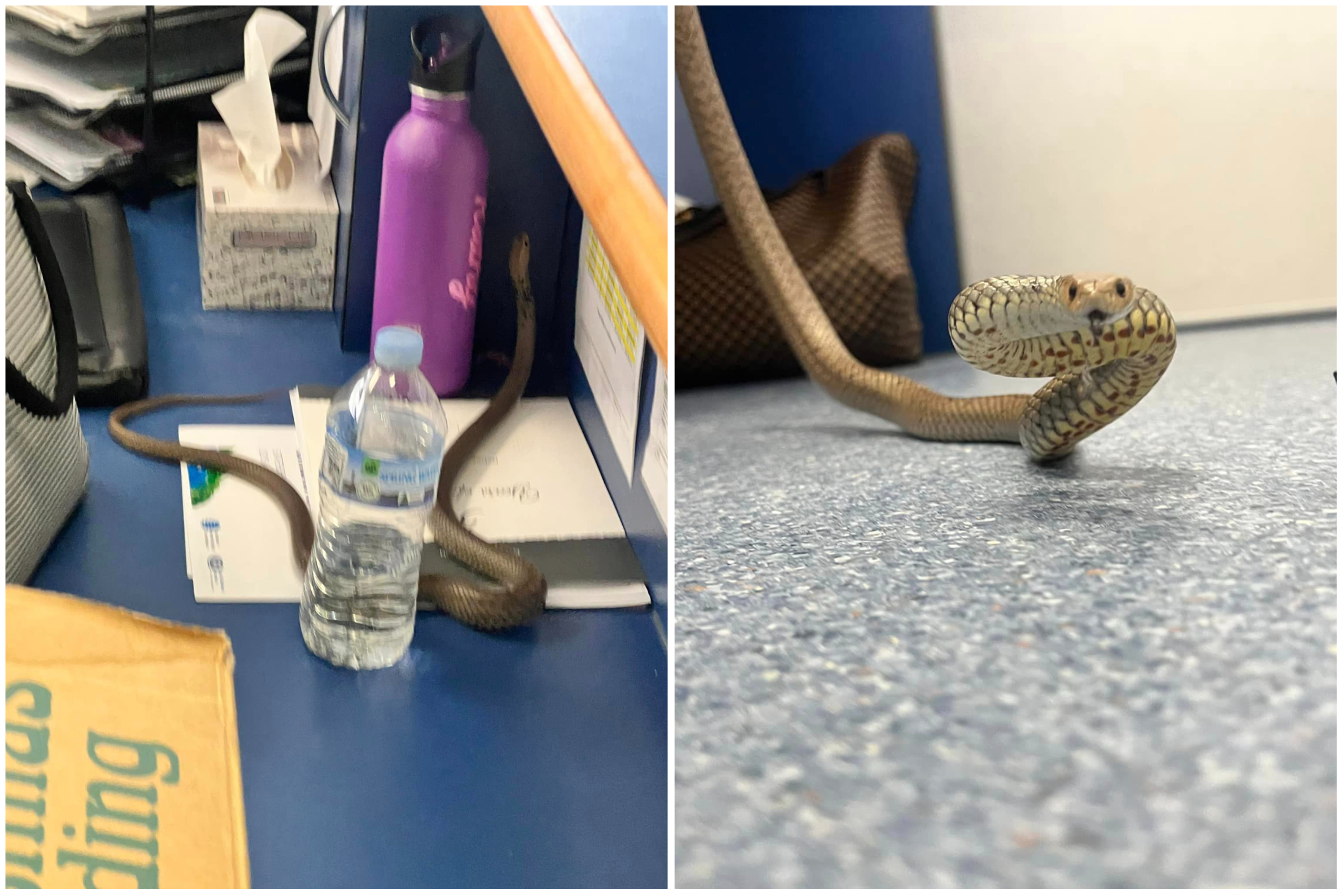 Deadly Snake Found Inside Child Care Center: 'Extremely Worried' - Newsweek