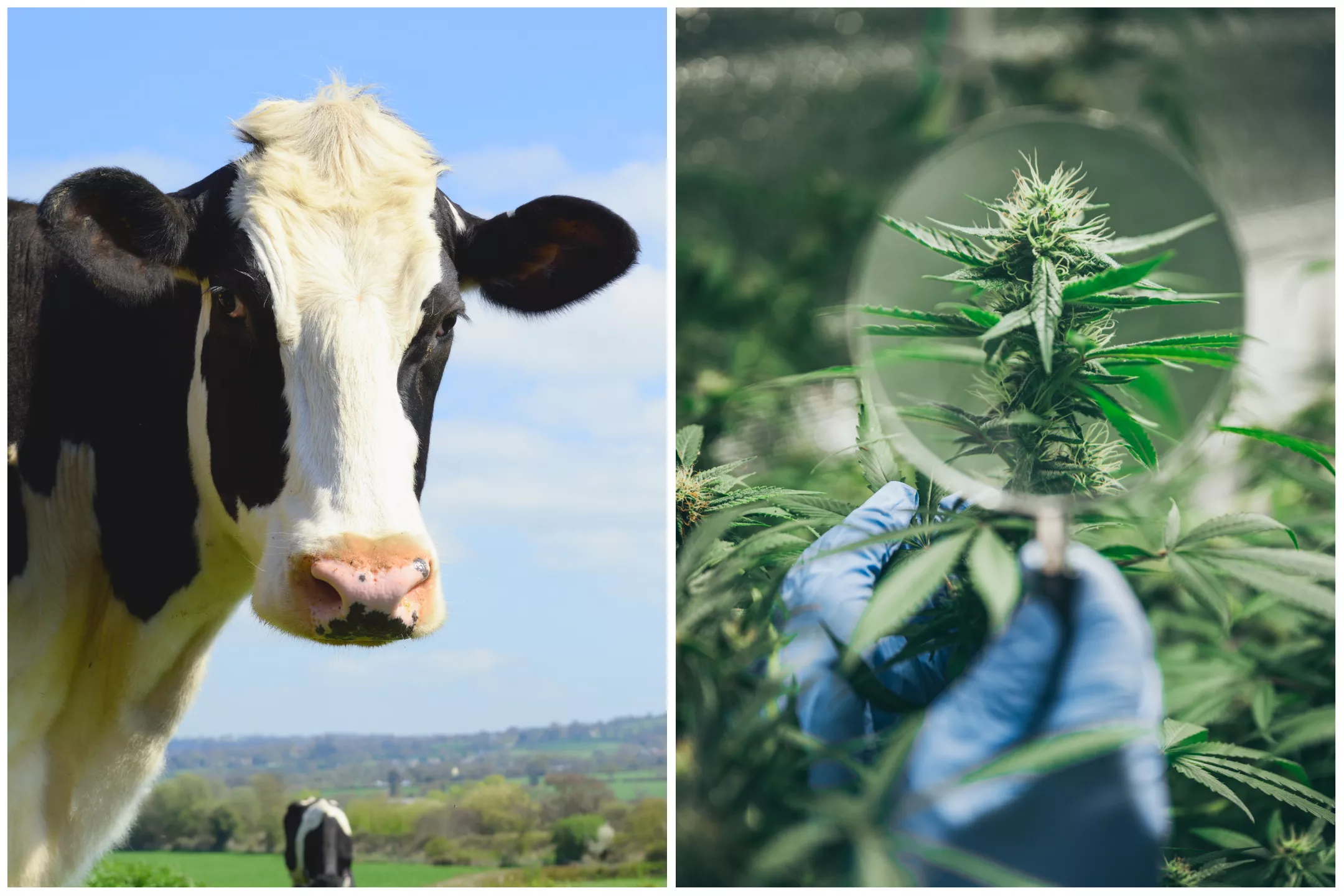 Scientists Fed Dairy Cows Cannabis to See What Would Happen - Vimarsana News