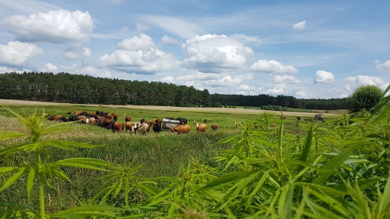 Dairy cows fed hemp in a study