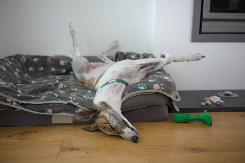 greyhound sleeping position delights the internet