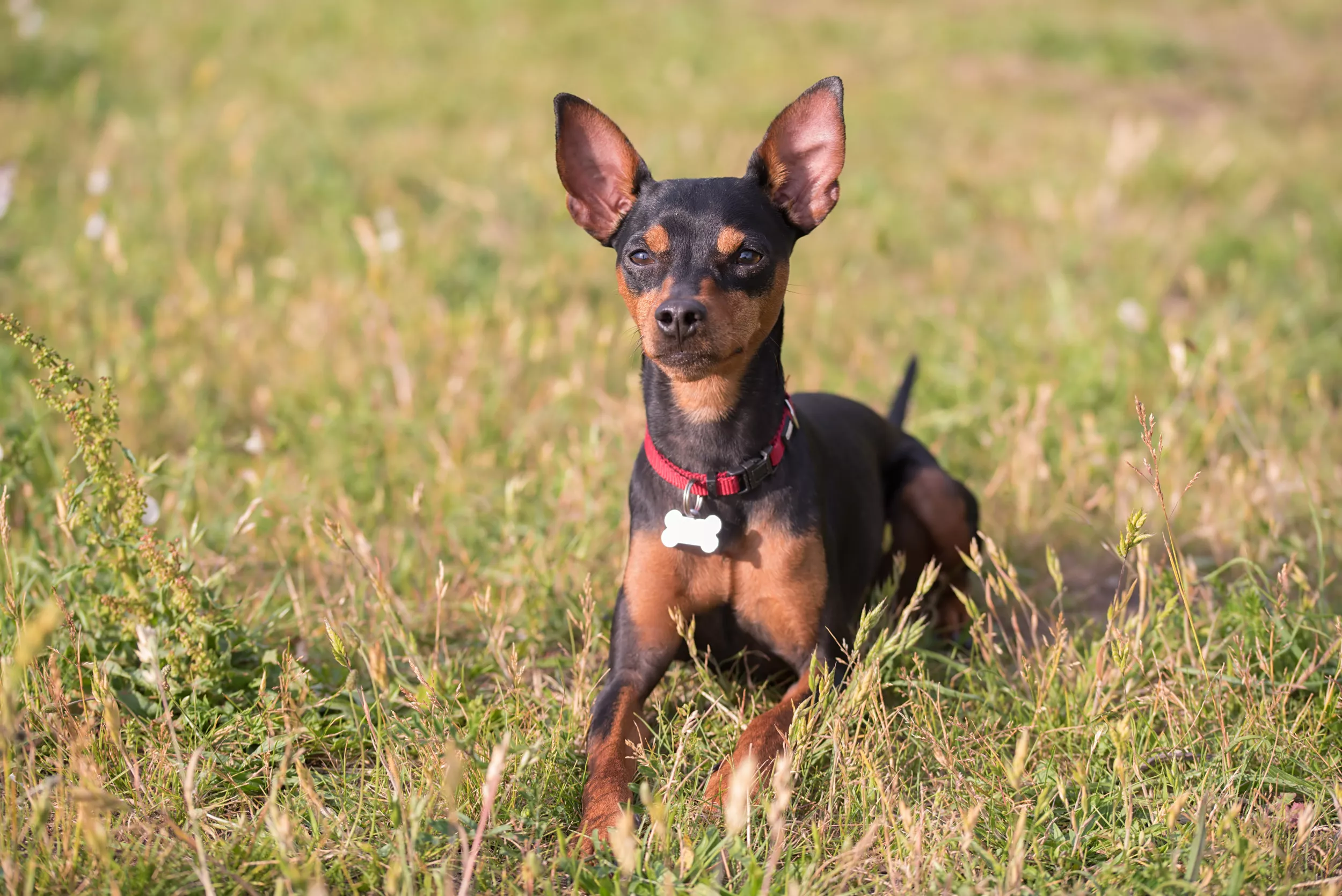Needy Pinscher Melts Hearts: 'This Is How Much Attention I Need' - Vimarsana News