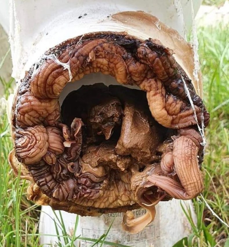 Mysterious Alien Toilet Mushroom