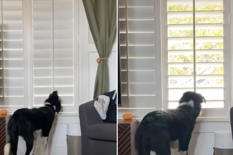 Border Collie's 'battle of the blinds'