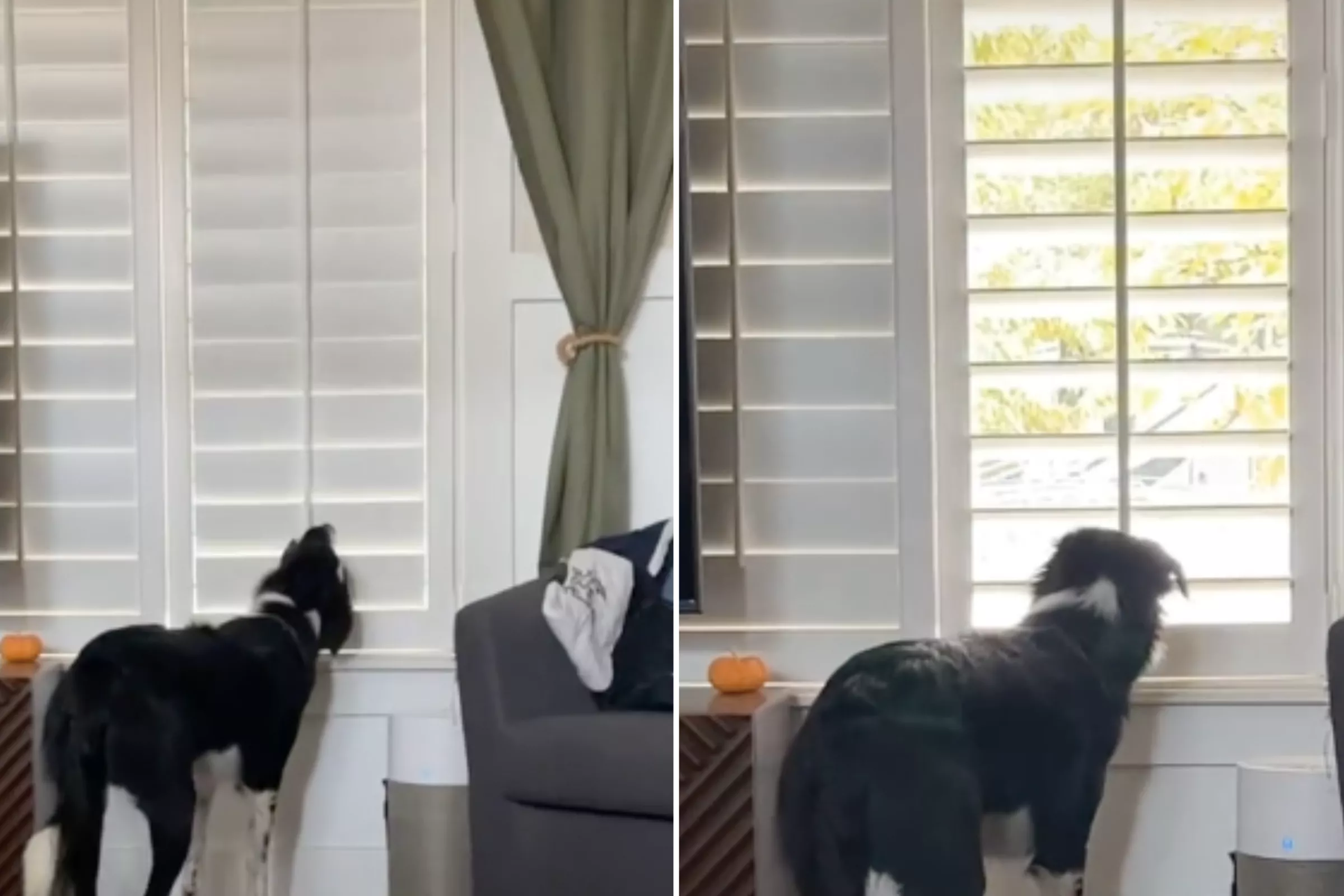 Dog Obsessed With Opening Blinds Delights Internet: 'Neighborhood Watch' - Vimarsana News