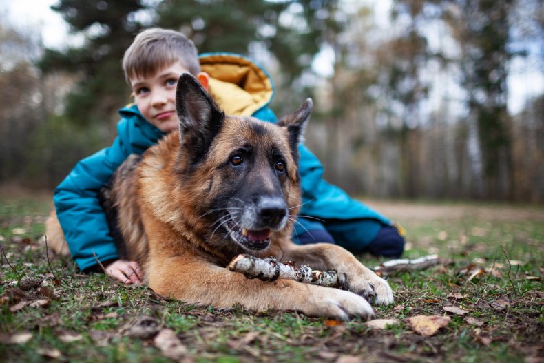 German Shepherd and Child