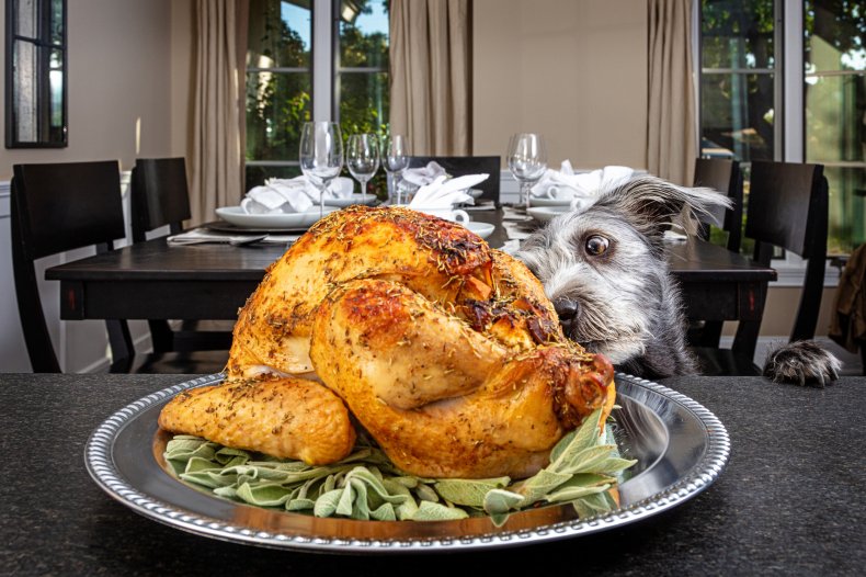 Thanksgiving dinner items your dog can't have