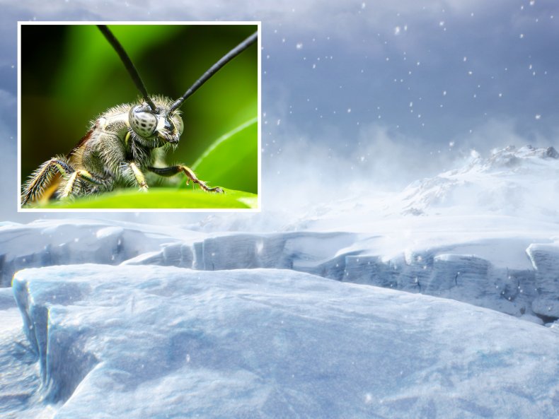 Stock image, Queen Bee and Arctic Storm