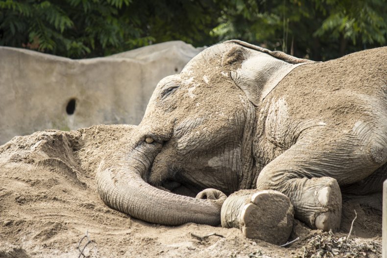 sleeping elephant