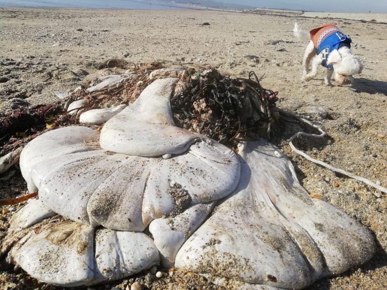 Whale stomach in Cornwall 