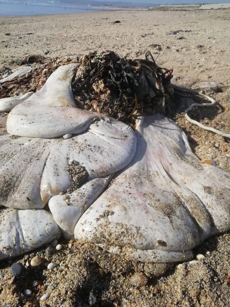 Whale stomach in Cornwall 