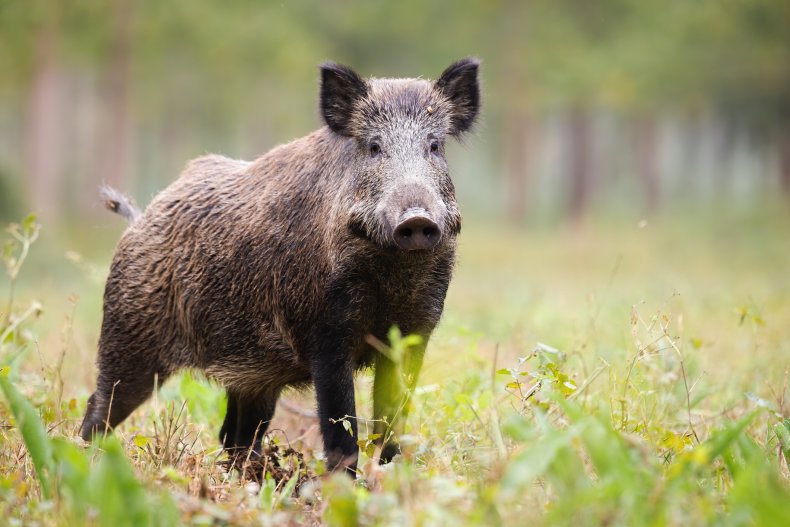 Feral pig in grass
