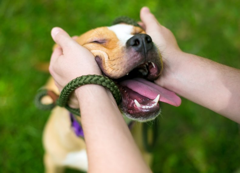 dog adoption video melts hearts