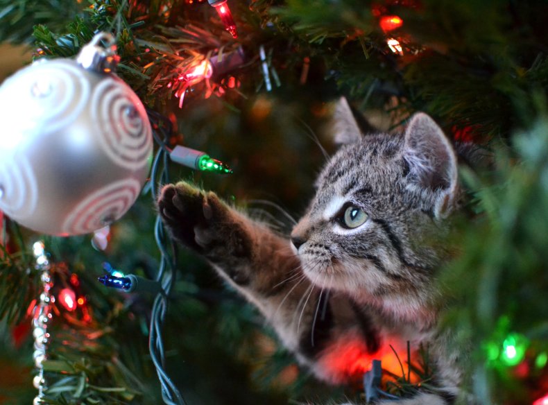 cat attacking Christmas tree delights internet