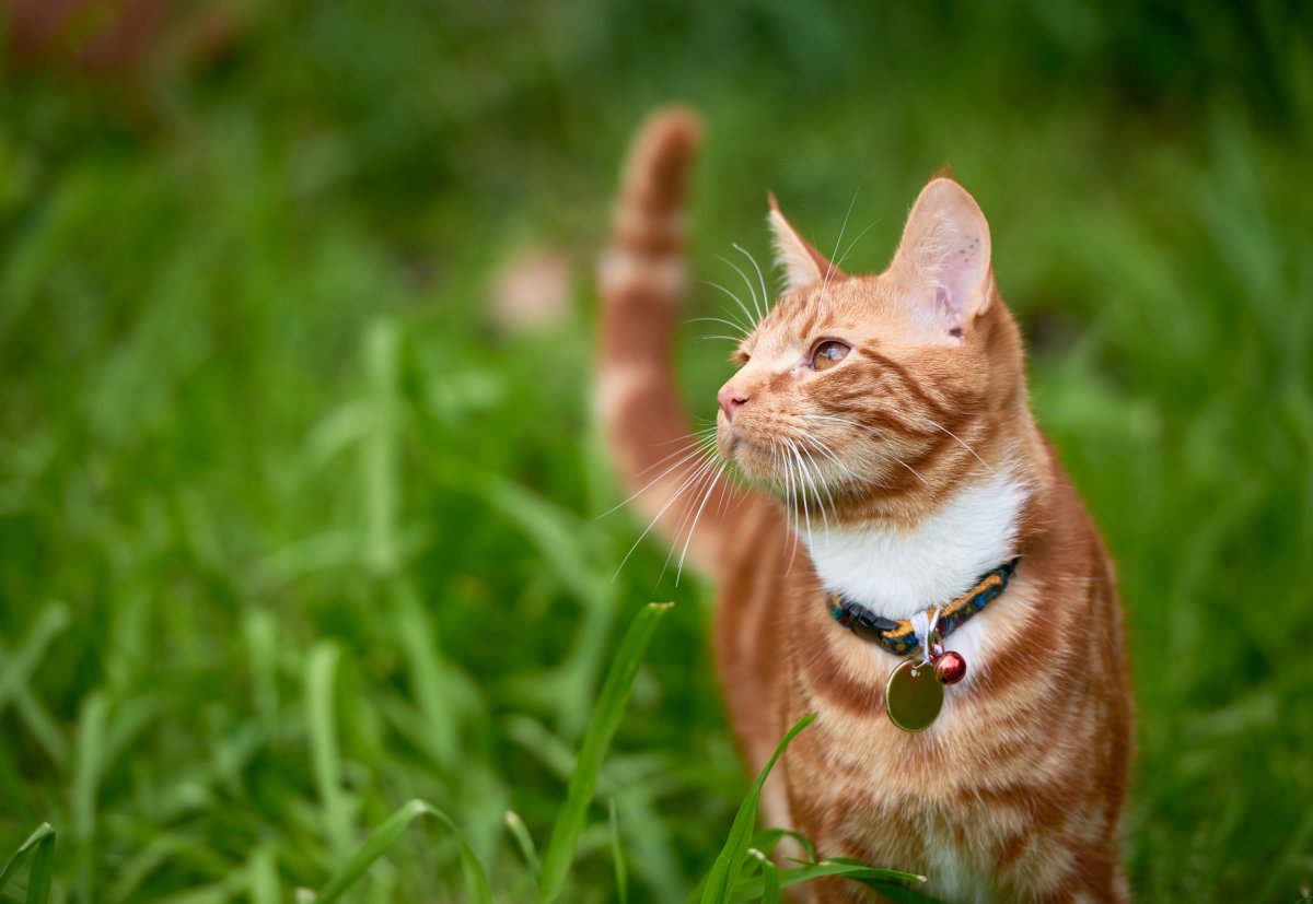 A cat in a grass field.