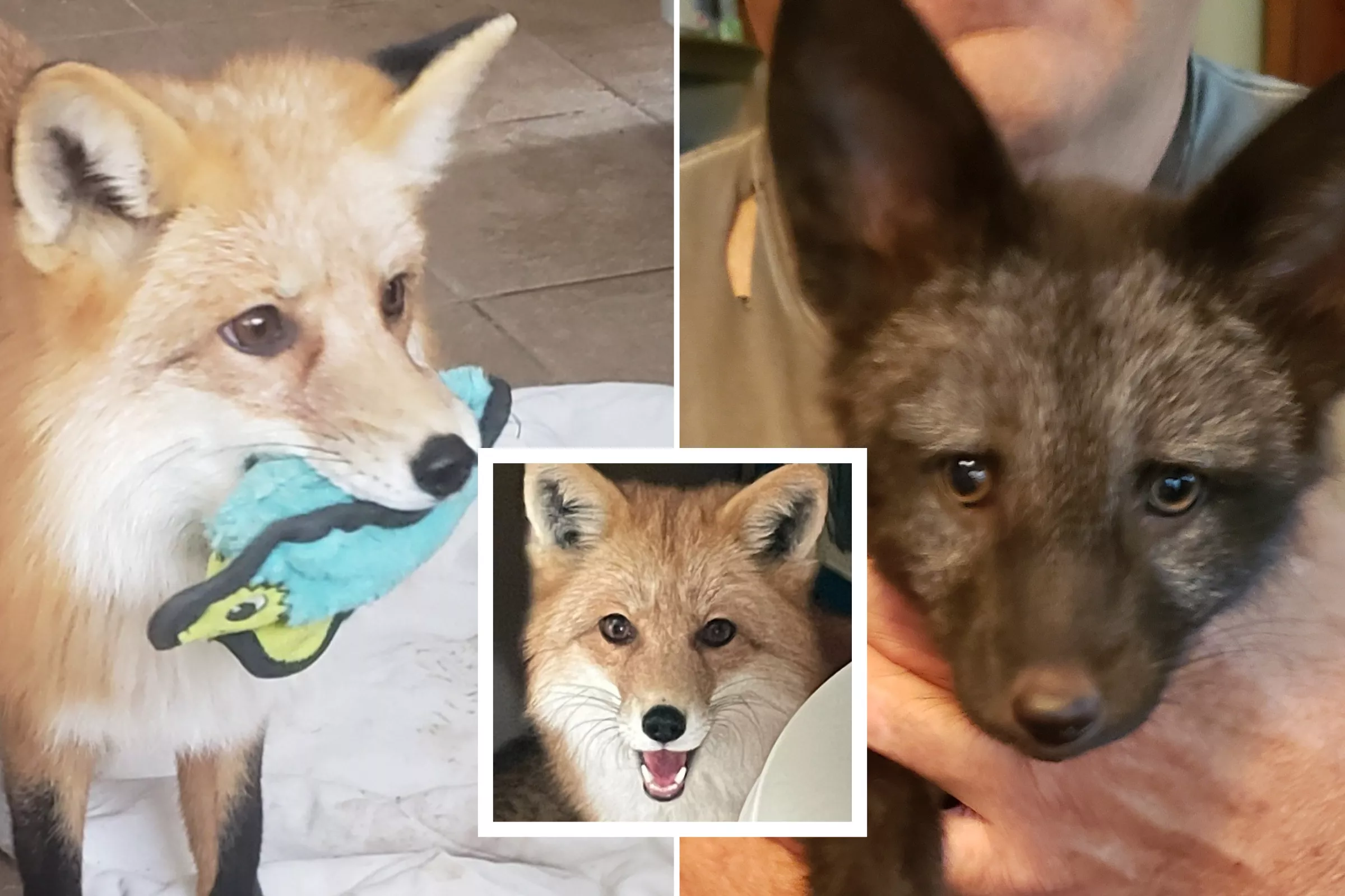 Rescue Foxes Find Forever Home in Ohio Family's 90-Acre Ranch - Vimarsana News