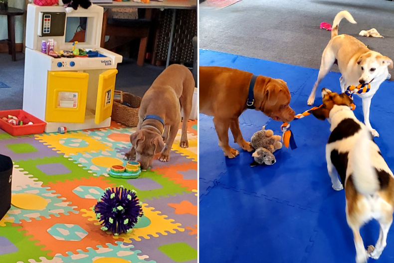 Terapia pit bull dog jugando con juguetes