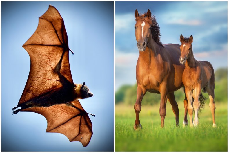 A flying fox bat and two horses