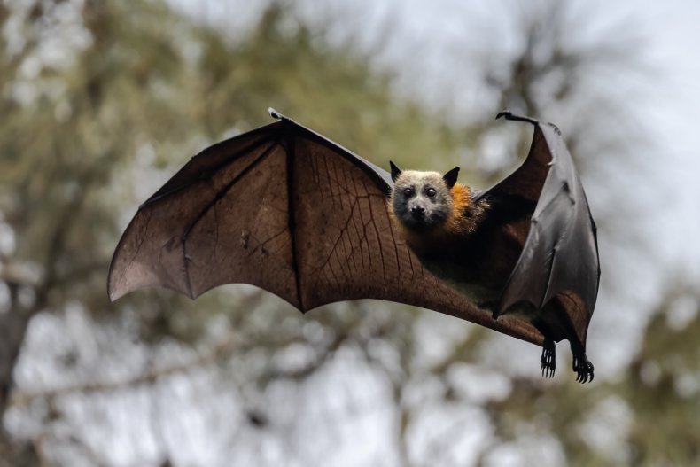 An Australian grey-headed flying fox
