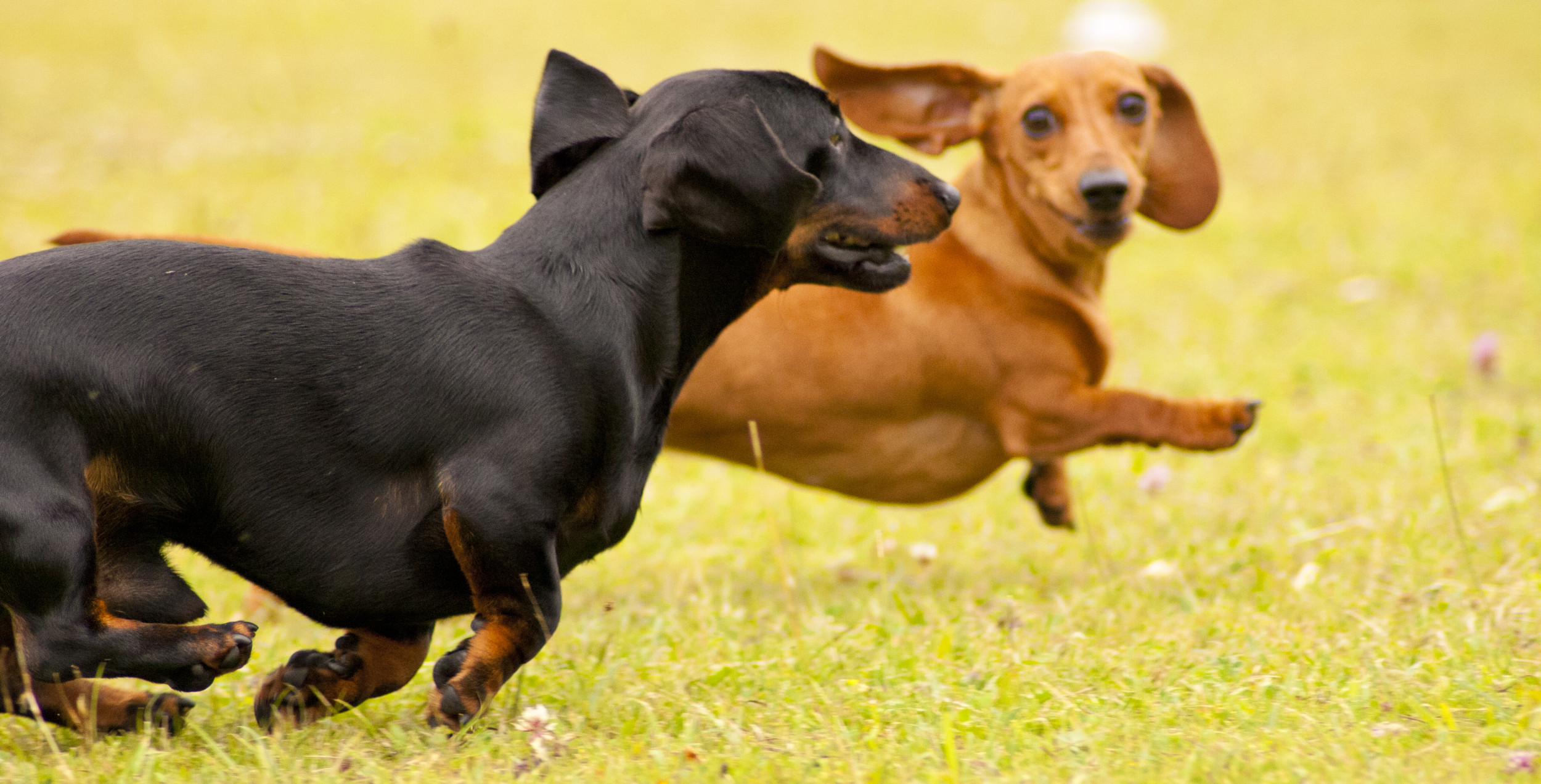 funny-clip-shows-dachshund-s-reaction-to-sister-s-unprovoked-attack