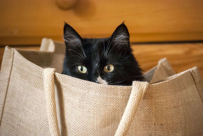 cat stuck in chips bag delights internet