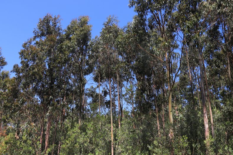 Eucalytpus forest in Portugal