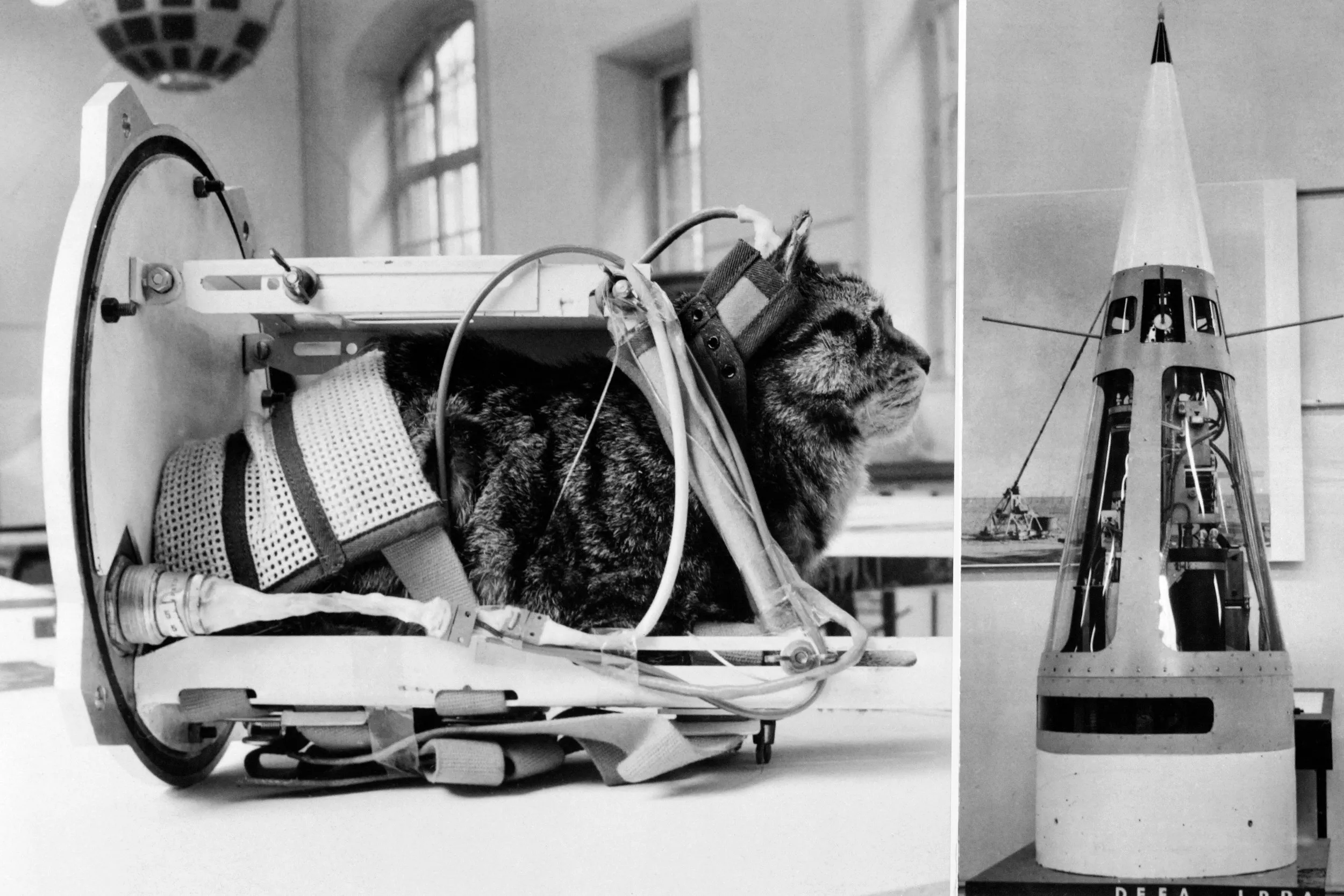 Bizarre History of Cats in Space - Vimarsana News
