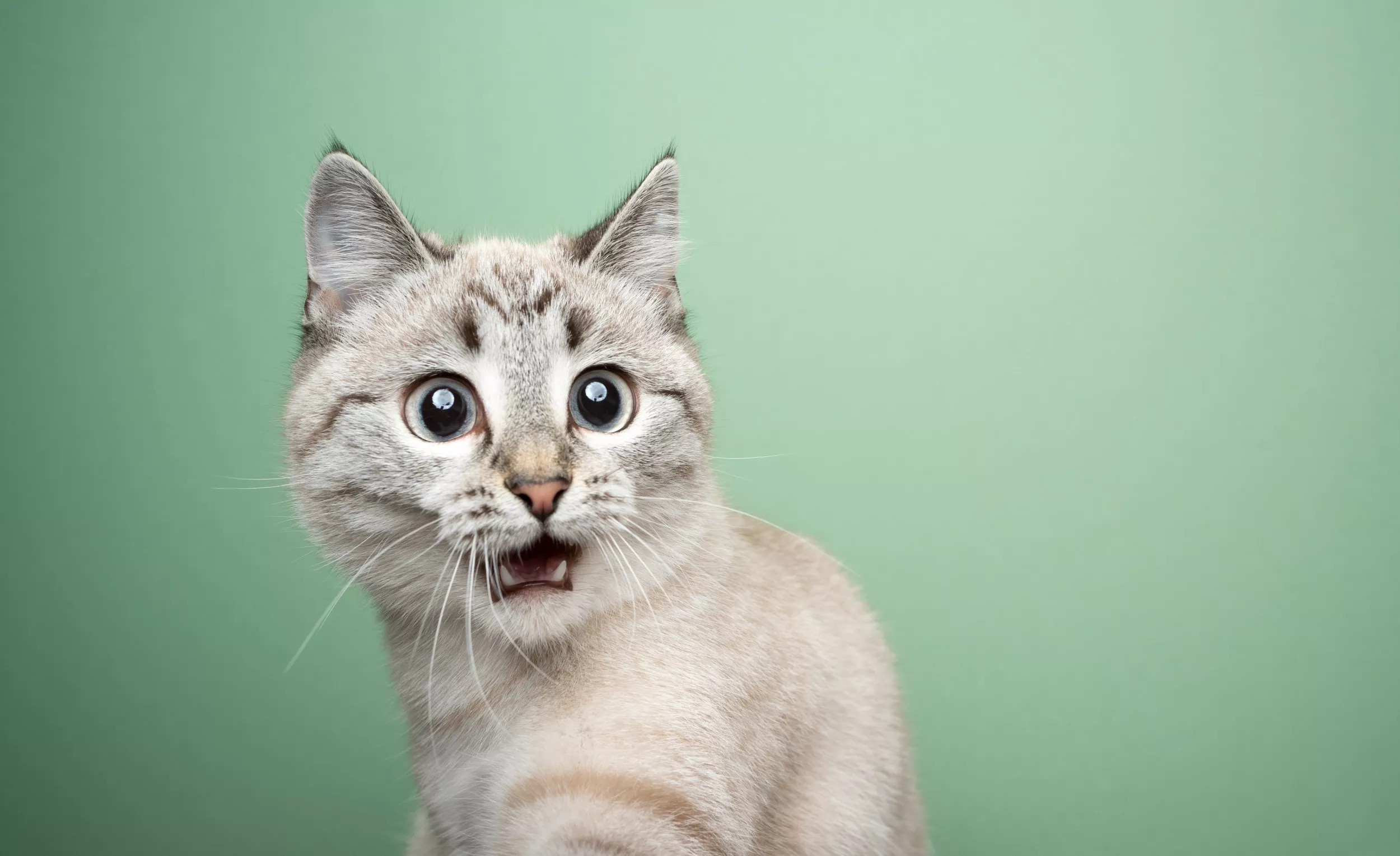Couple Stunned To Discover Cat Stuck Inside Stove Vent: 'Name Him Chef' - Vimarsana News