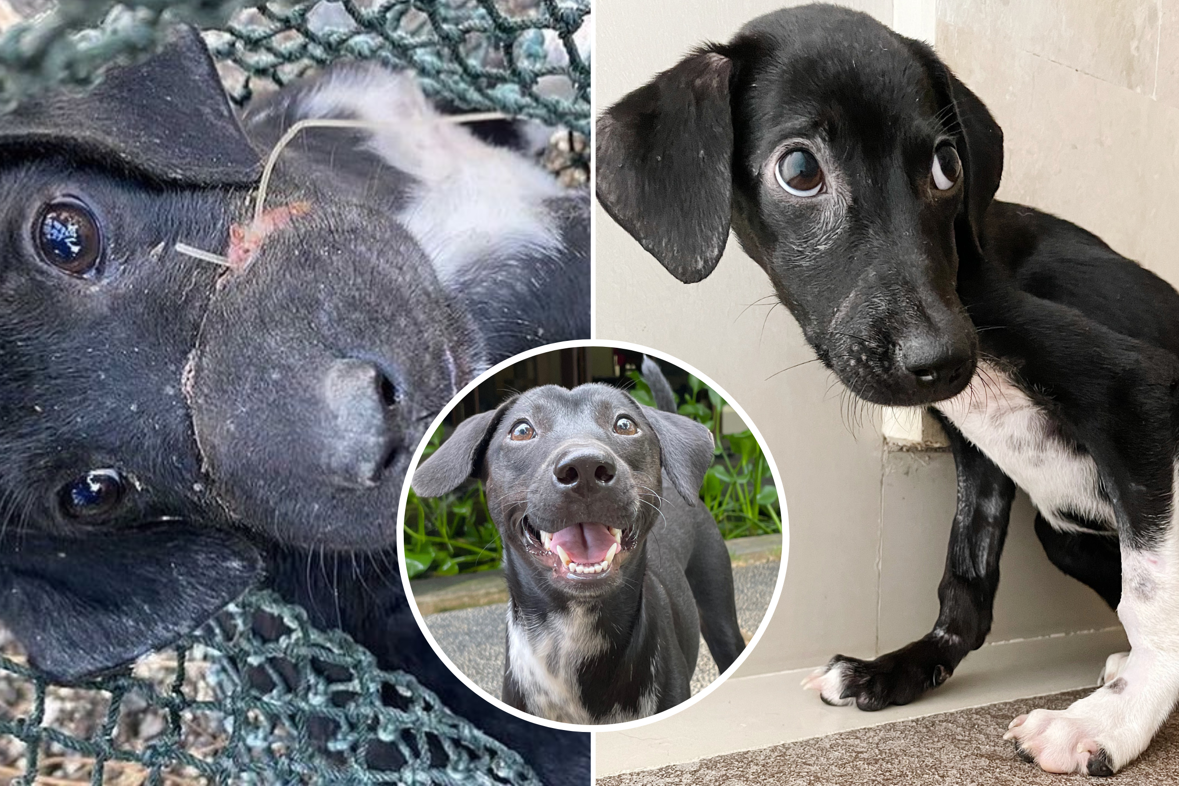 Dog Unrecognizable After Rescue From the Meat Trade: ‘Made It Through’